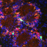 Le cerveau fabrique des neurones