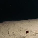 red rose on the sand