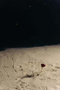 red rose on the sand