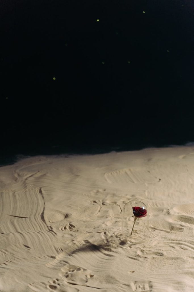 red rose on the sand
