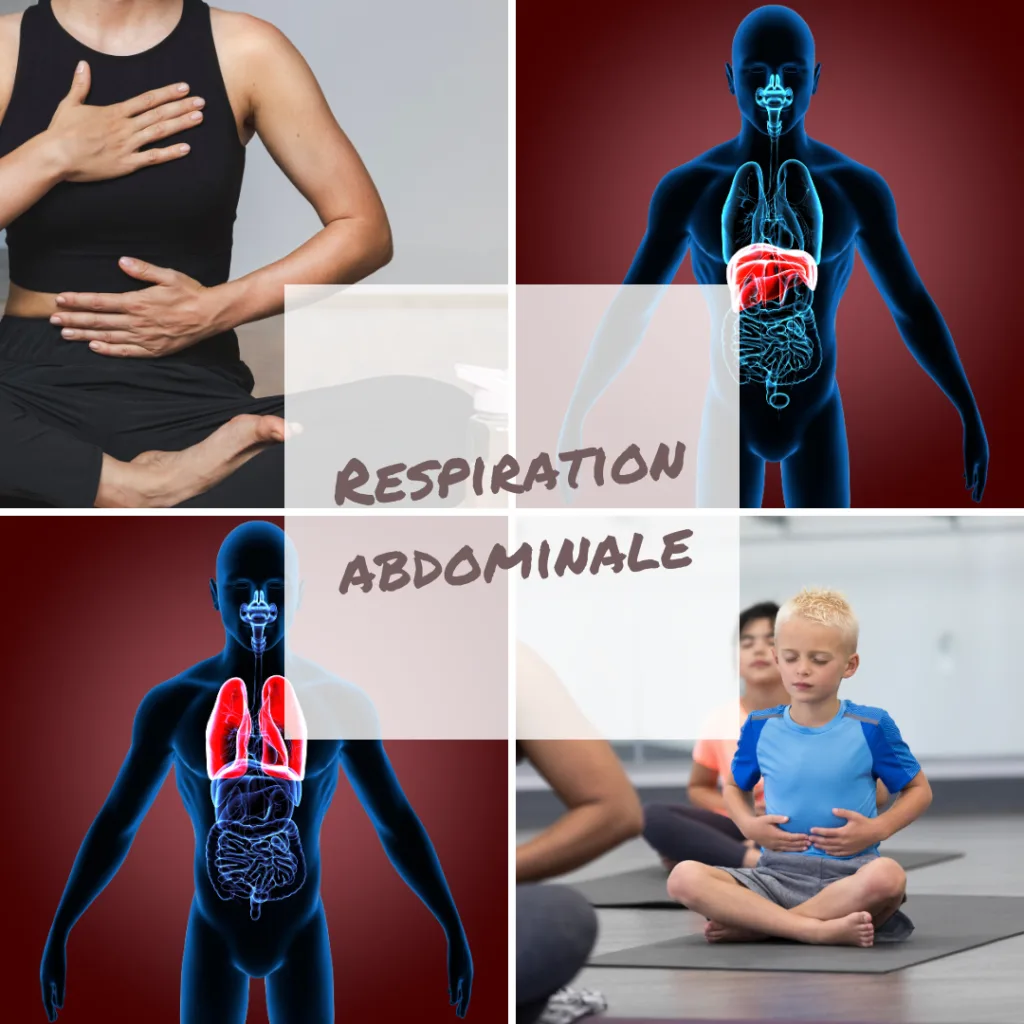 Respiration abdominale